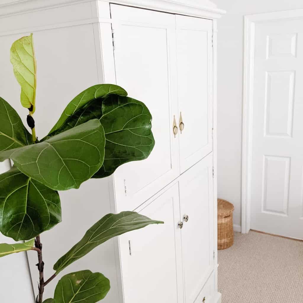 fiddle leaf fig tree white armoire