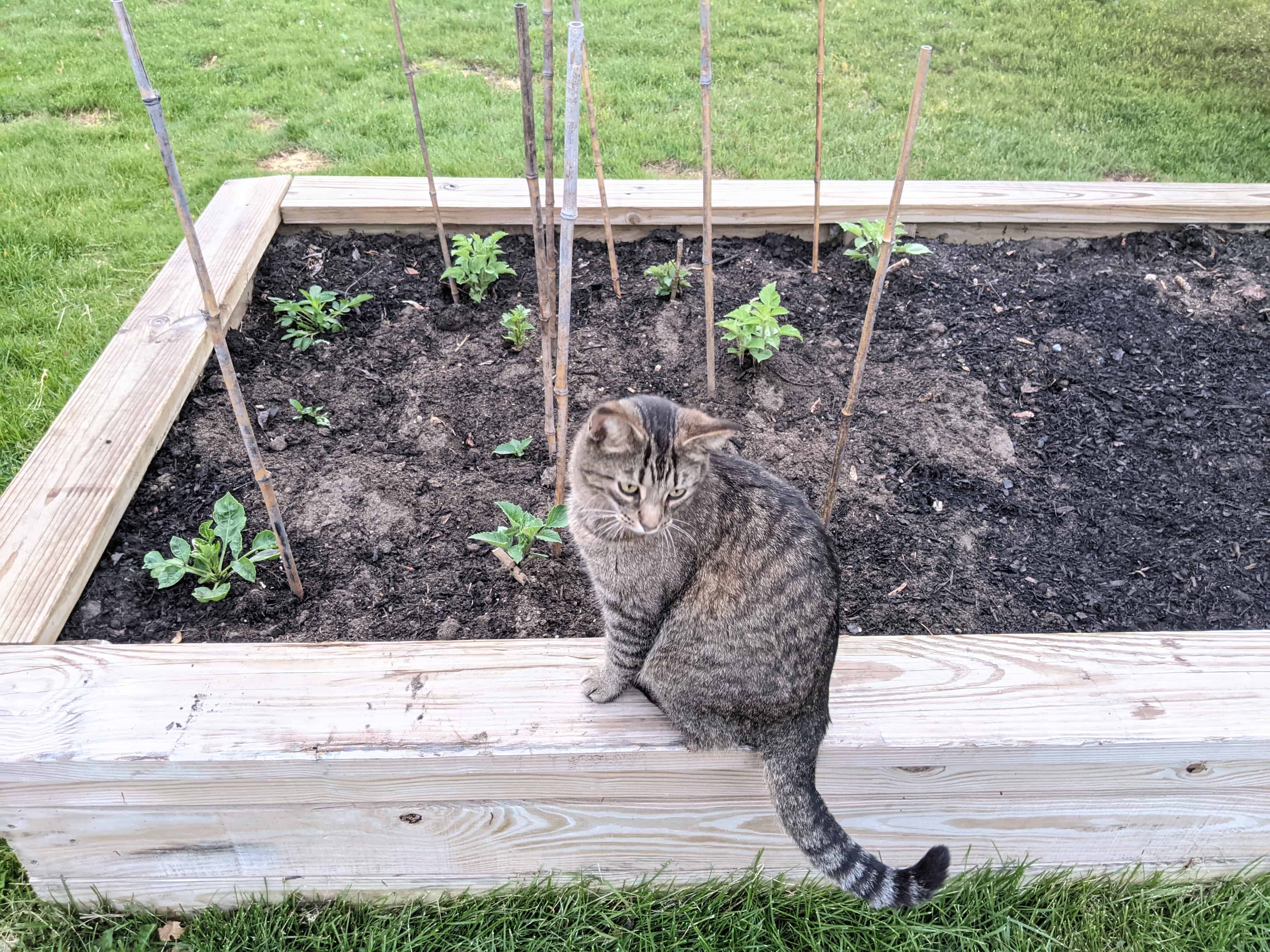 cat sitting next to garden