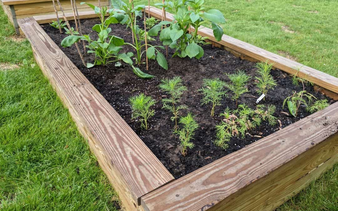 Planting a Raised Bed Garden Late