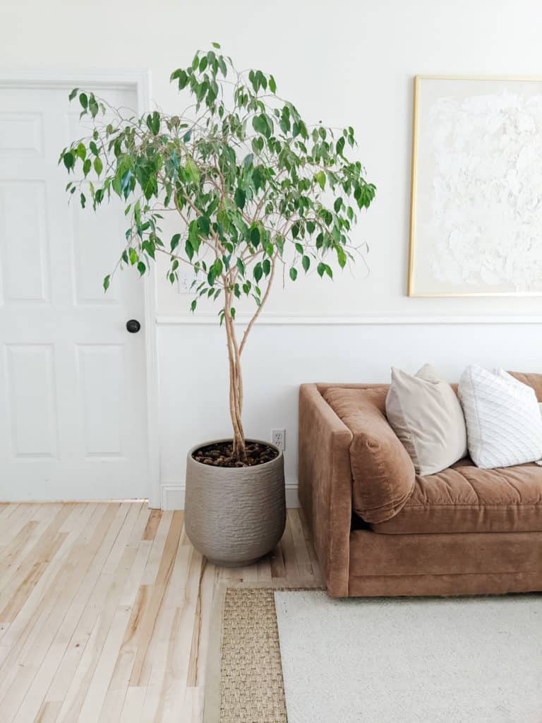 ficus tree and sofa