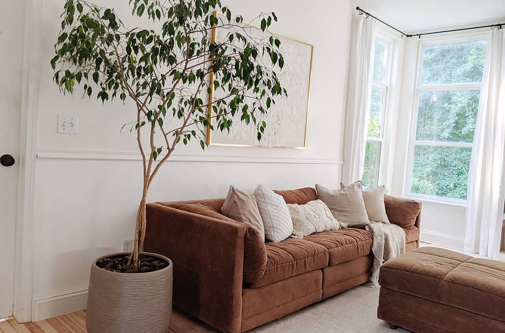 How to Successfully Repot a Ficus Tree