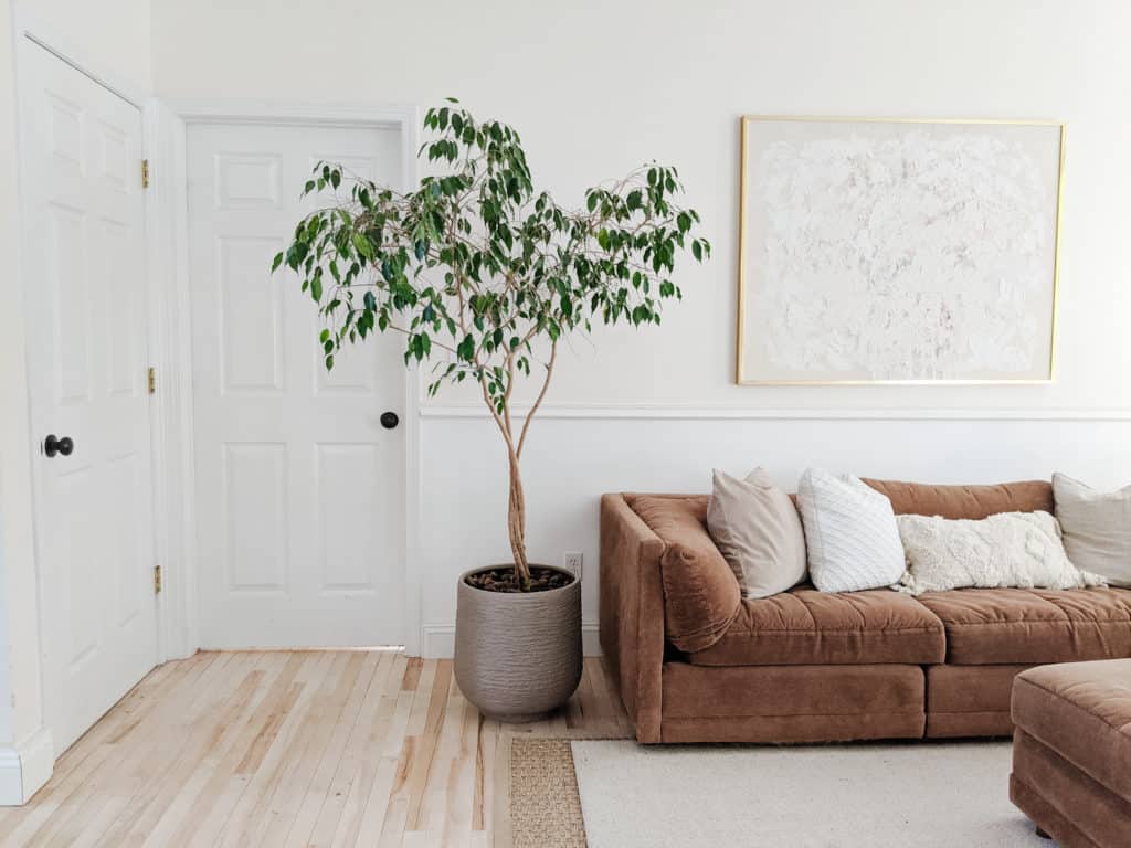 ficus tree and sofa