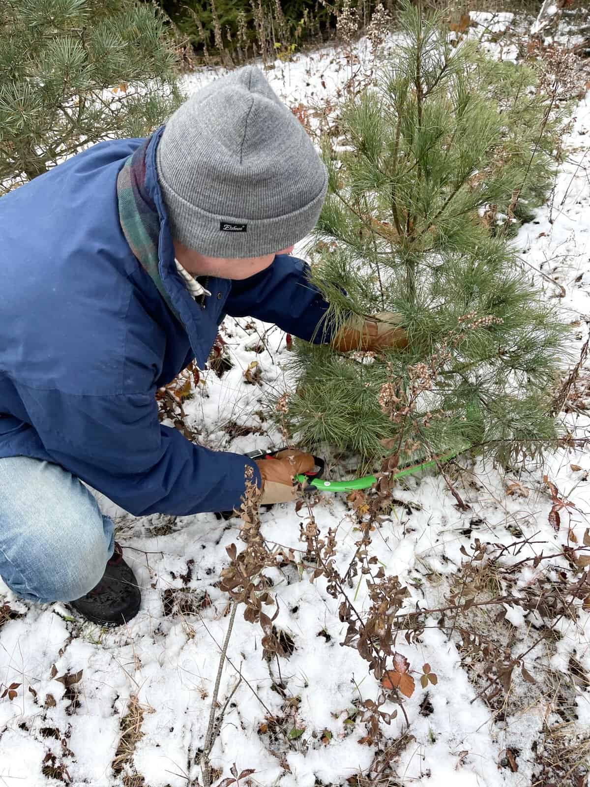 cutting a small Christmas tree