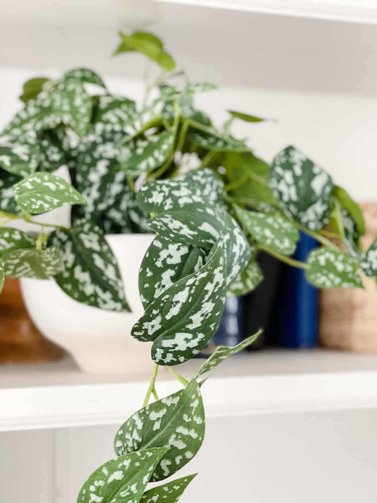 hanging variegated faux plant on shelf with home deocr 
