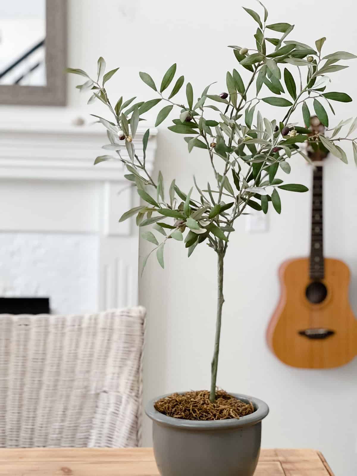 potted small olive tree on wood table