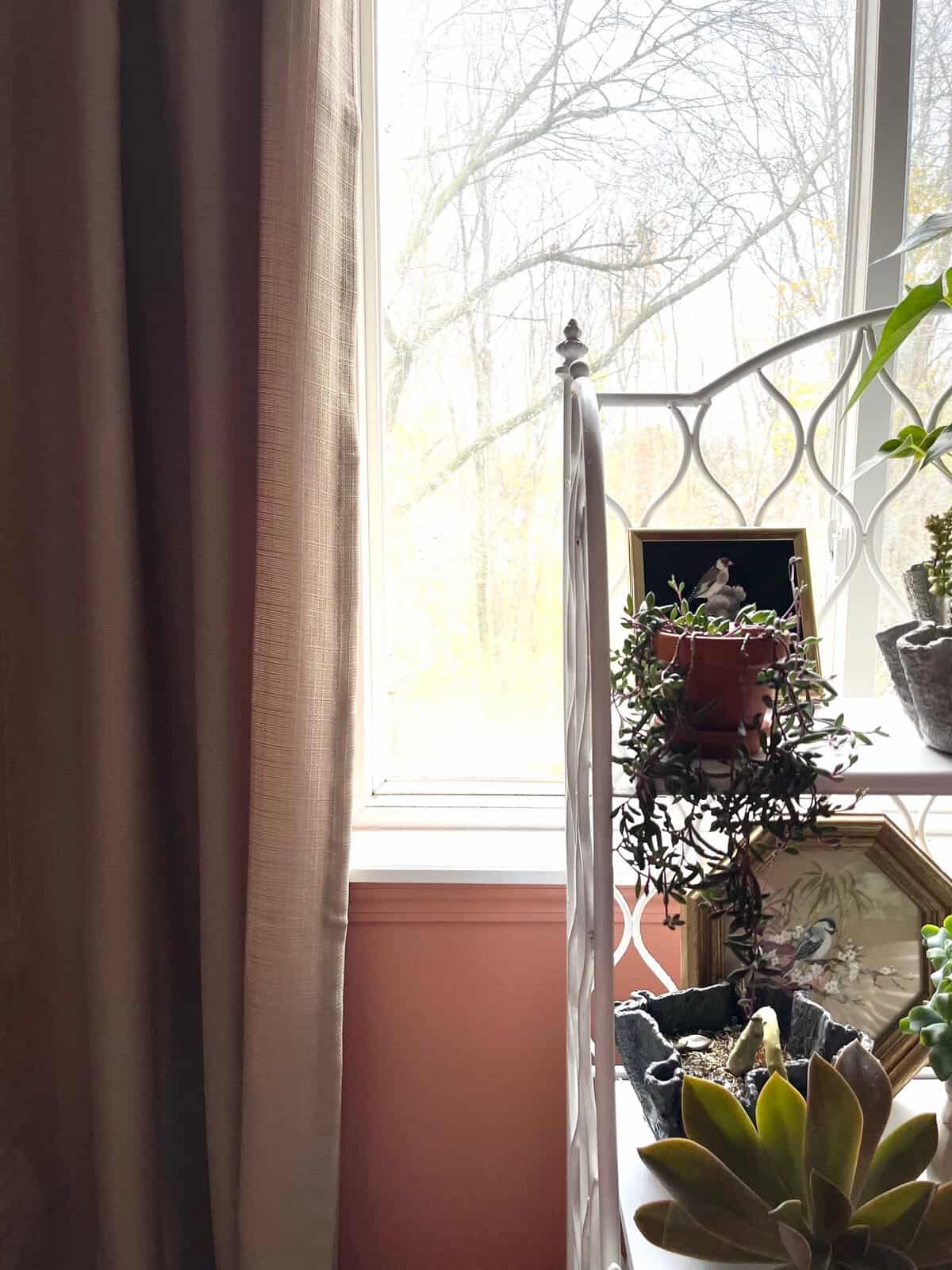 decorating a plain window hanging plants