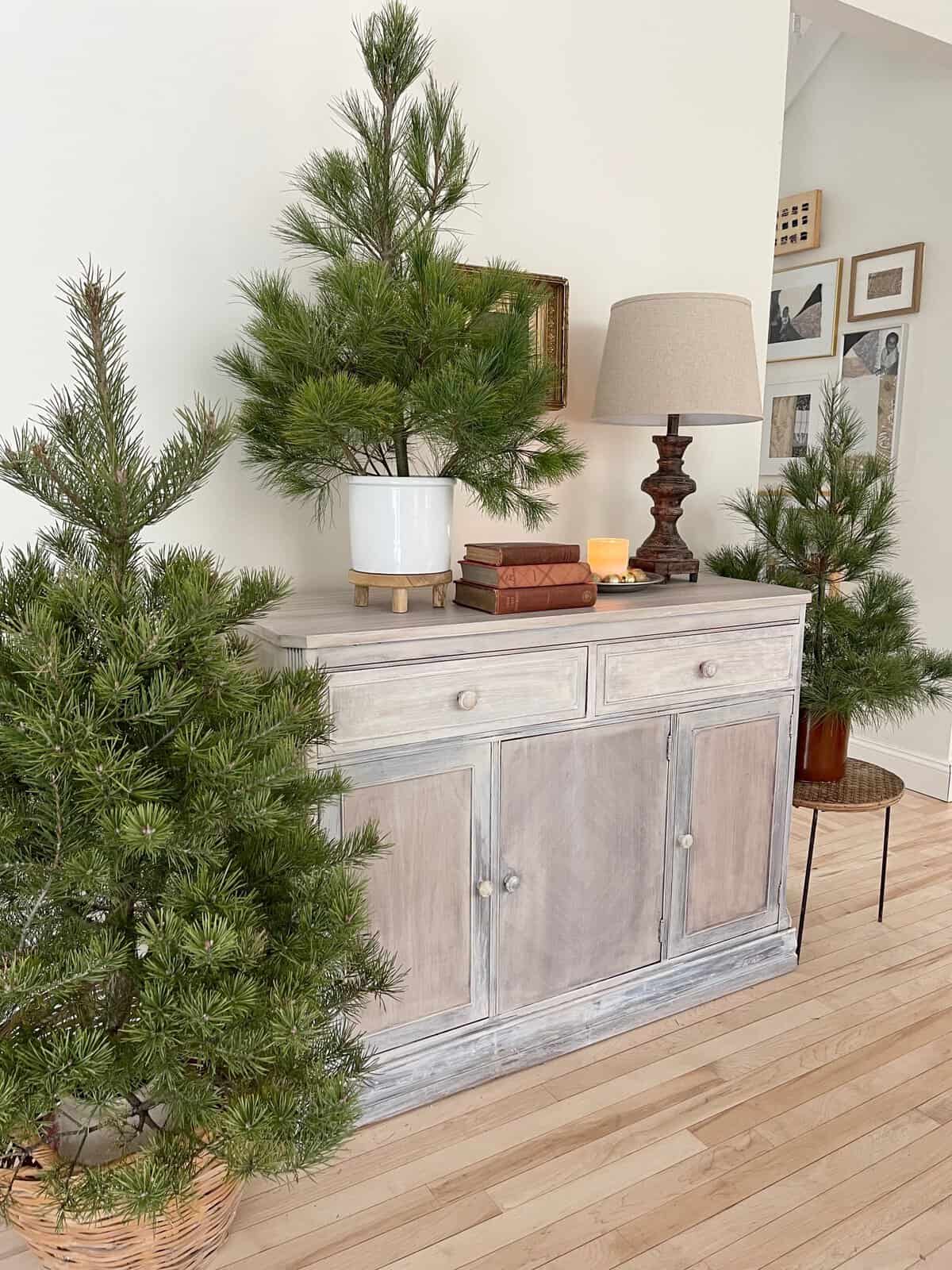 rustic style Christmas with Fresh Evergreens